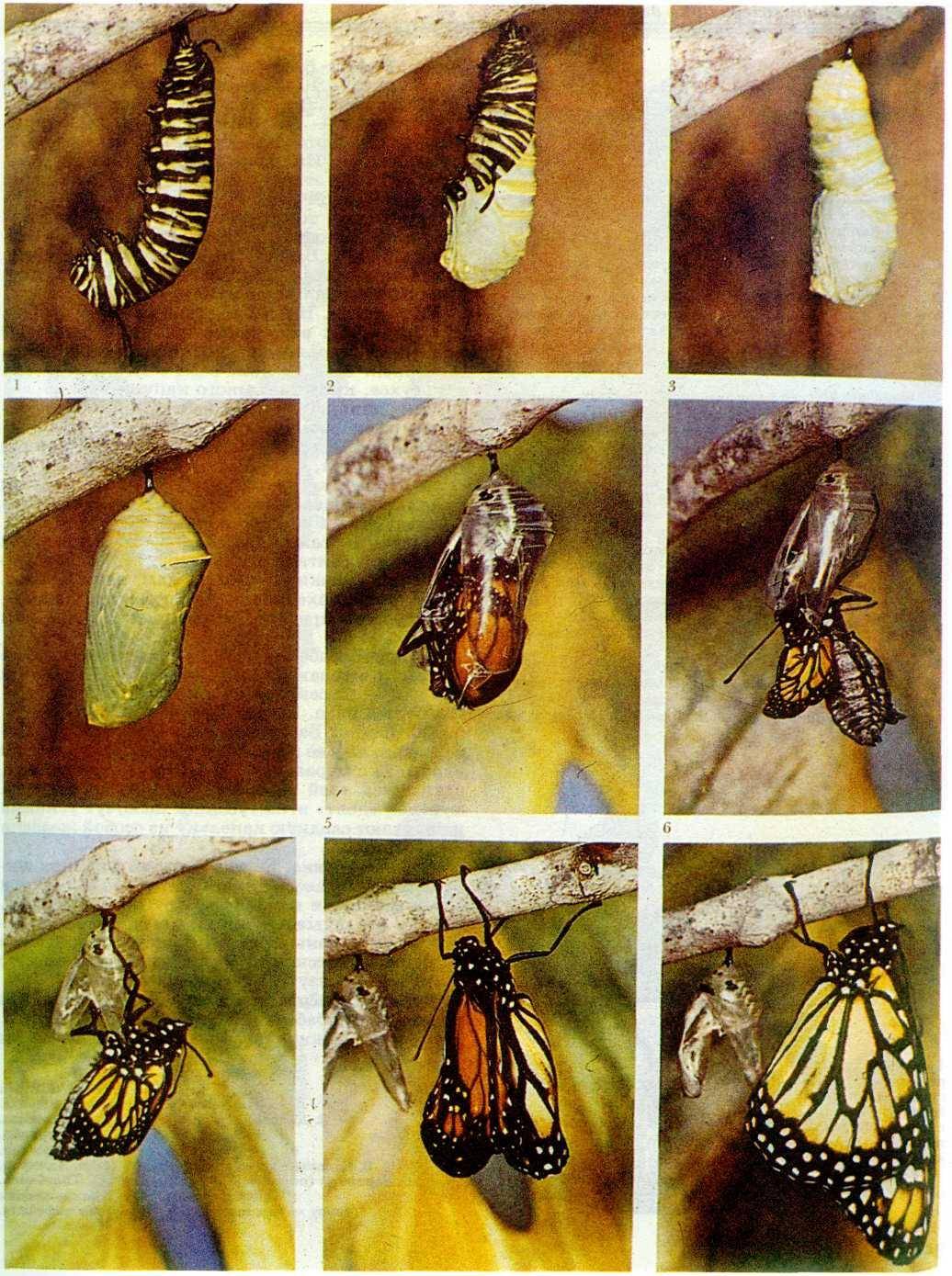 Как гусеница становится бабочкой
