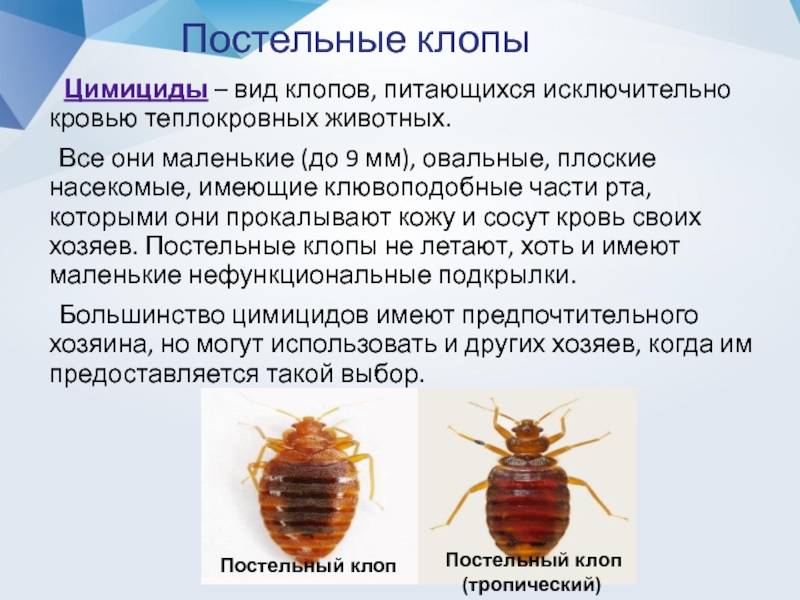 Сколько живут клопы без еды в квартире, на морозе, после дезинфекции