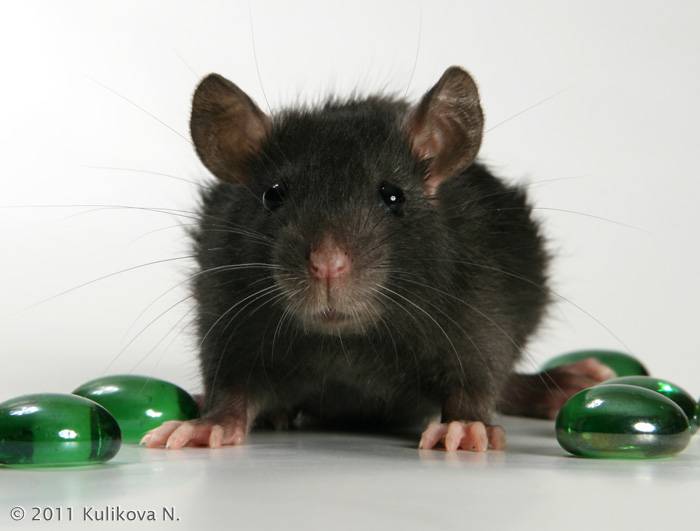 Самые большие крысы в мире: фотографии огромных представителей - экстремально - медиаплатформа миртесен