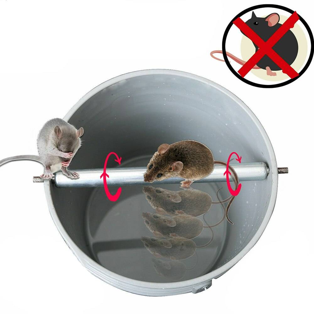 Как поймать крысу, сделать крысоловку своими руками из бутылки или другими способам, как установить, зарядить и какую приманку положить в ловушку + фото, видео
