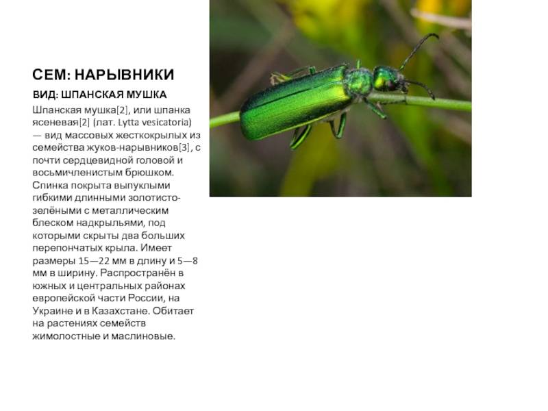 Шпанская мушка: жук вредитель и его нетрадиционное использование