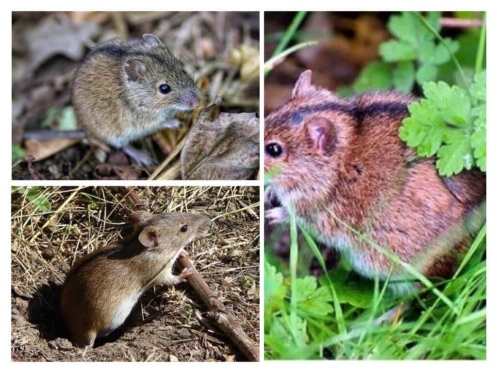 Как отличить полевую мышь от домашней, по форме головы и цвету спинки?