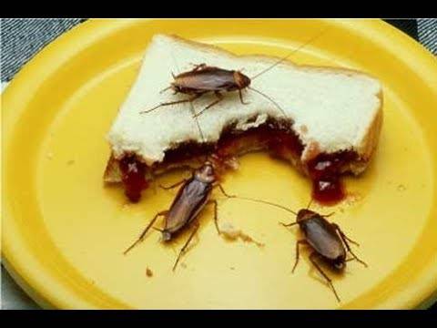 Рацион тараканов: чем питаются, какой у них ротовой аппарат и какие опасности они несут человеку