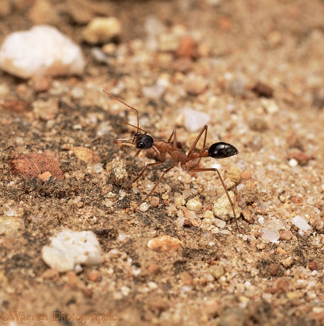 Опасность муравьев бульдогов для человека: как выглядит укус