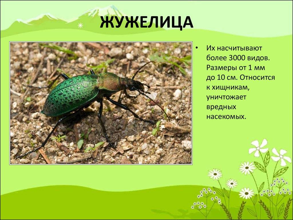 Насекомые жуки виды жуков жуки россии чем питаются жуки личинки жуков
