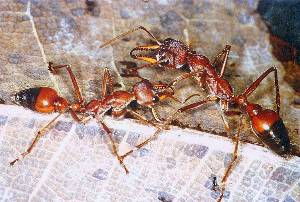 Сколько весит муравей и сколько он может поднять больше своего веса?