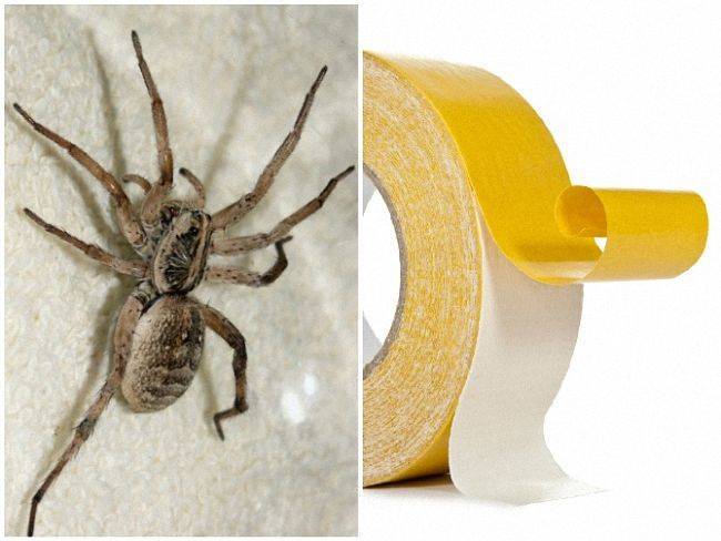 Как избавиться от пауков в доме и квартире: средства и методы борьбы