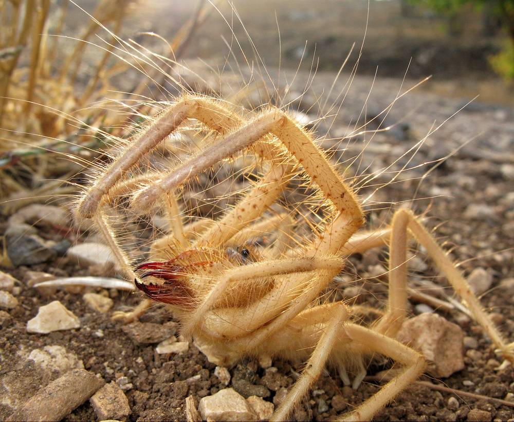Сиднейский воронковый паук | мир животных и растений
