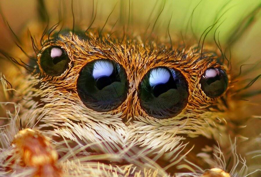 Сколько лап у паука или самые занимательные факты про существ, живущих в паутине