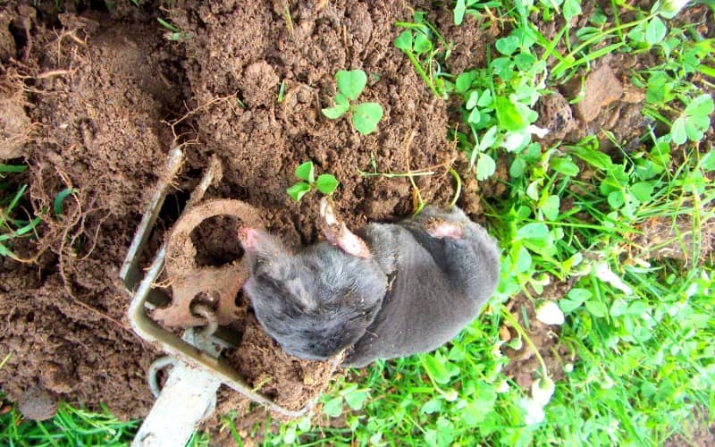 Избавляемся от земляных крыс, методы борьбы и защита дачных участков и огородов - райский сад