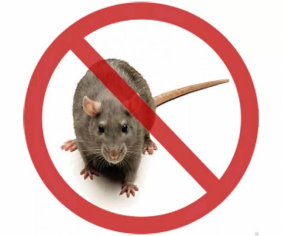 Отпугиватель крыс и мышей ультразвуковой — описание, эффективность, как выбрать, характеристики, особенности приборов  