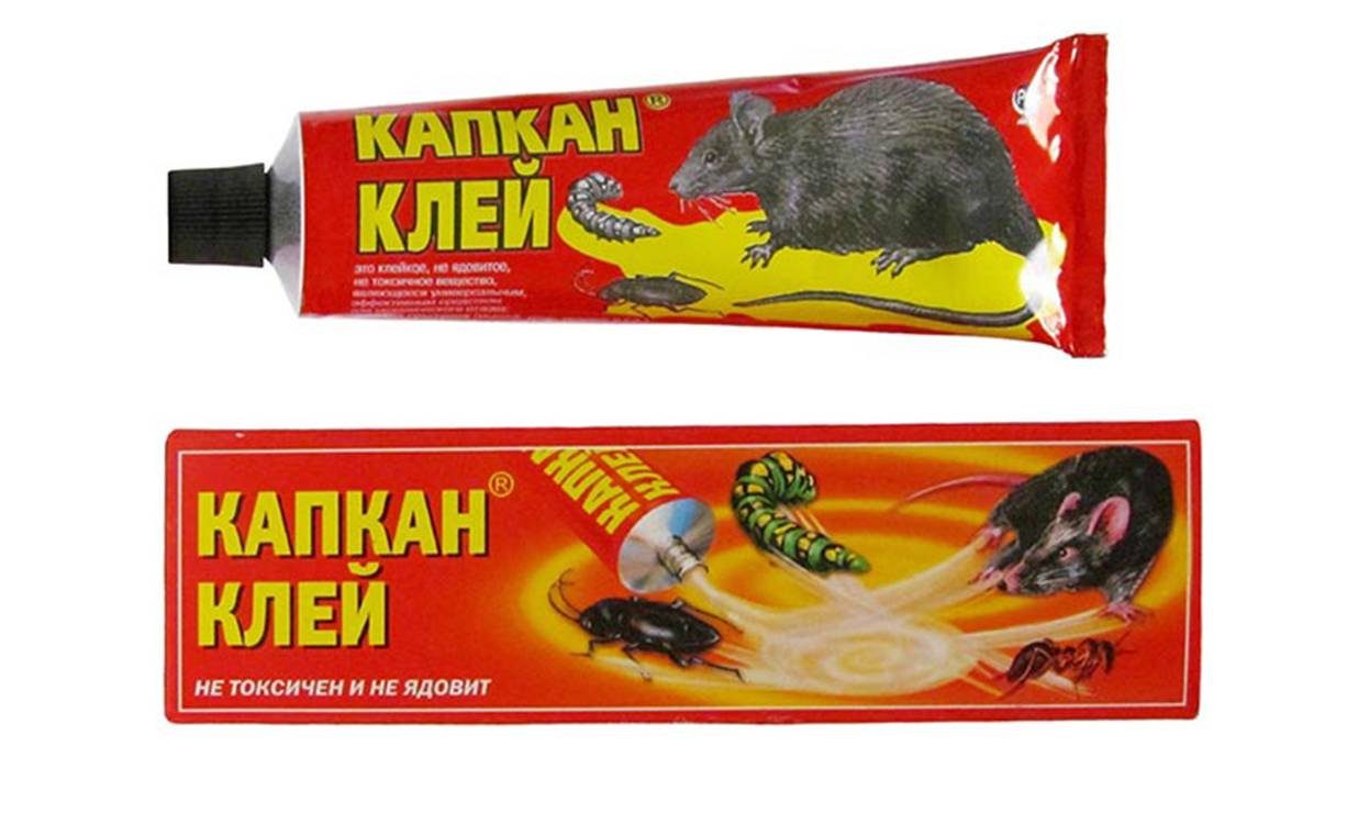 Какую приманку положить в мышеловку