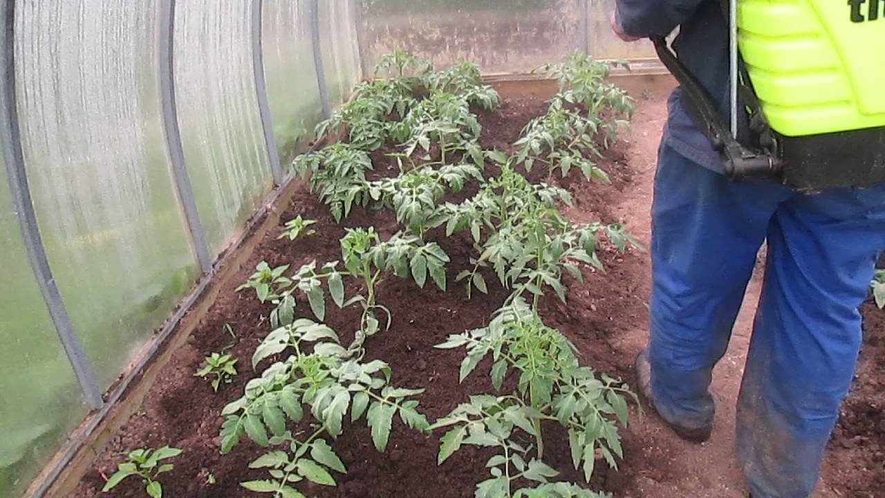 Как избавиться от белокрылки на помидорах в теплице