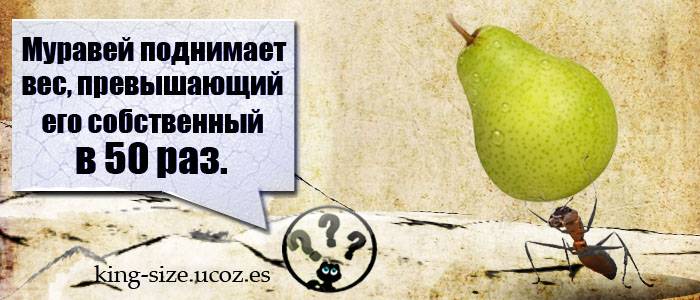 Мотороллер муравей — обзор, ремонт, тюнинг, отзывы