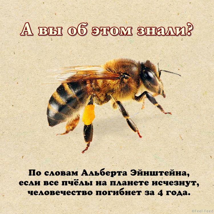 Ученые выяснили почему глобальное потепление климата приводит к гибели пчел - hi-news.ru