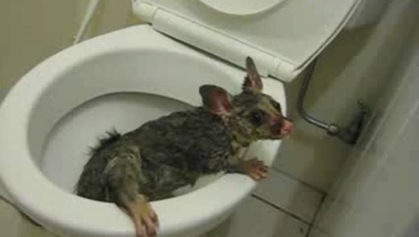 Крыса в канализации, что делать? - спроси у бывалых - страна мам