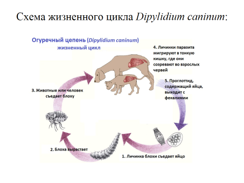 Огуречный цепень у собаки схема лечения