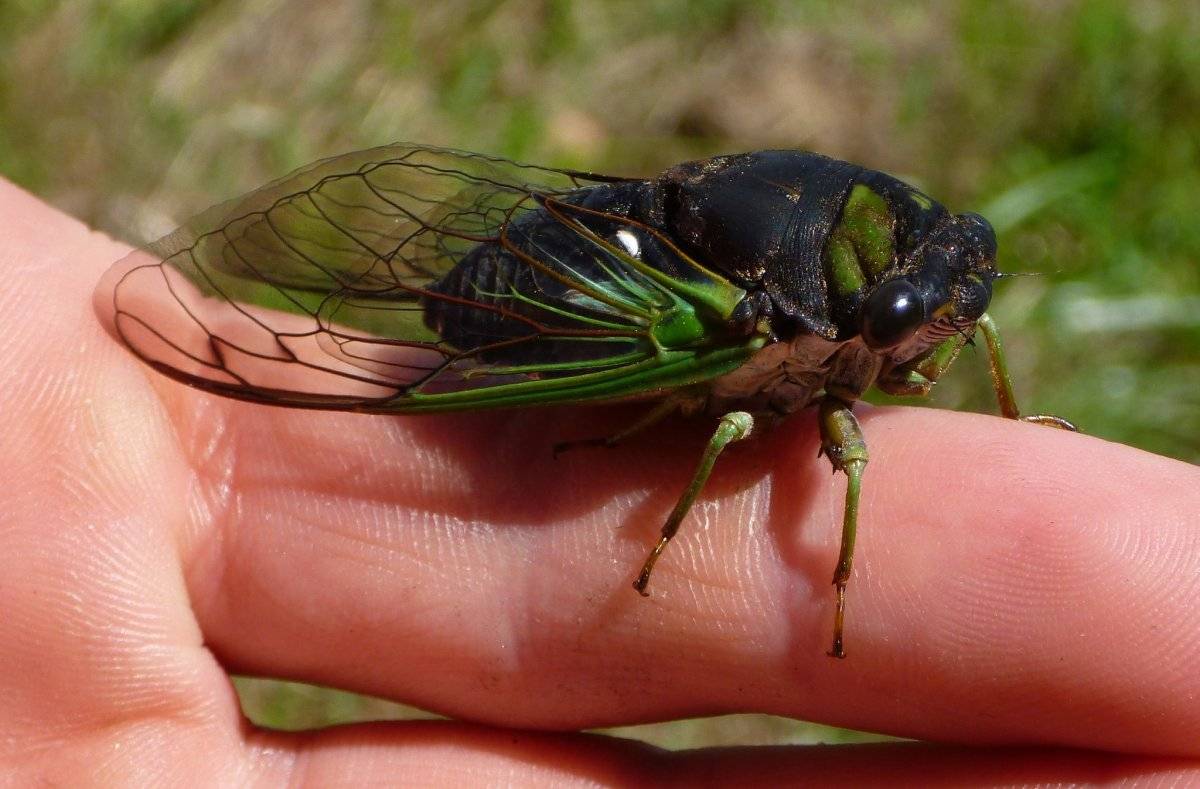 Цикада насекомое звук. насекомое цикада: поющий вредитель огородов и полей. на фото певчая цикада