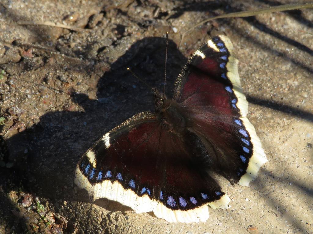 Бабочка пеструшка — описание, среда обитания, виды
