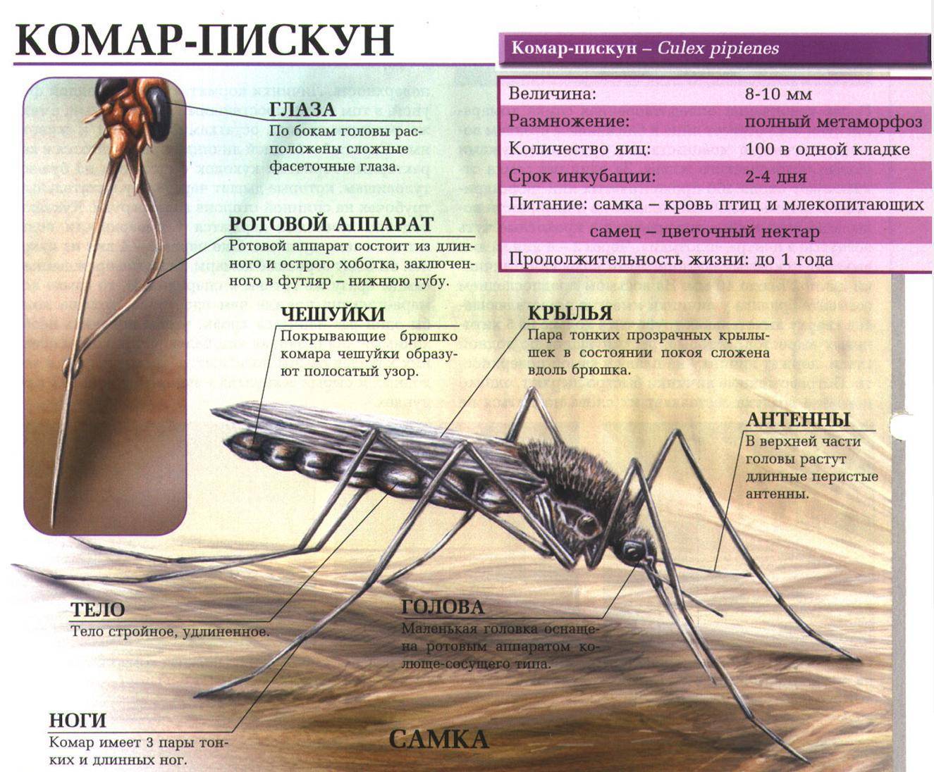 Комар — кровососущее насекомое: описание, жизненный цикл, ареал распространения, особенности строения