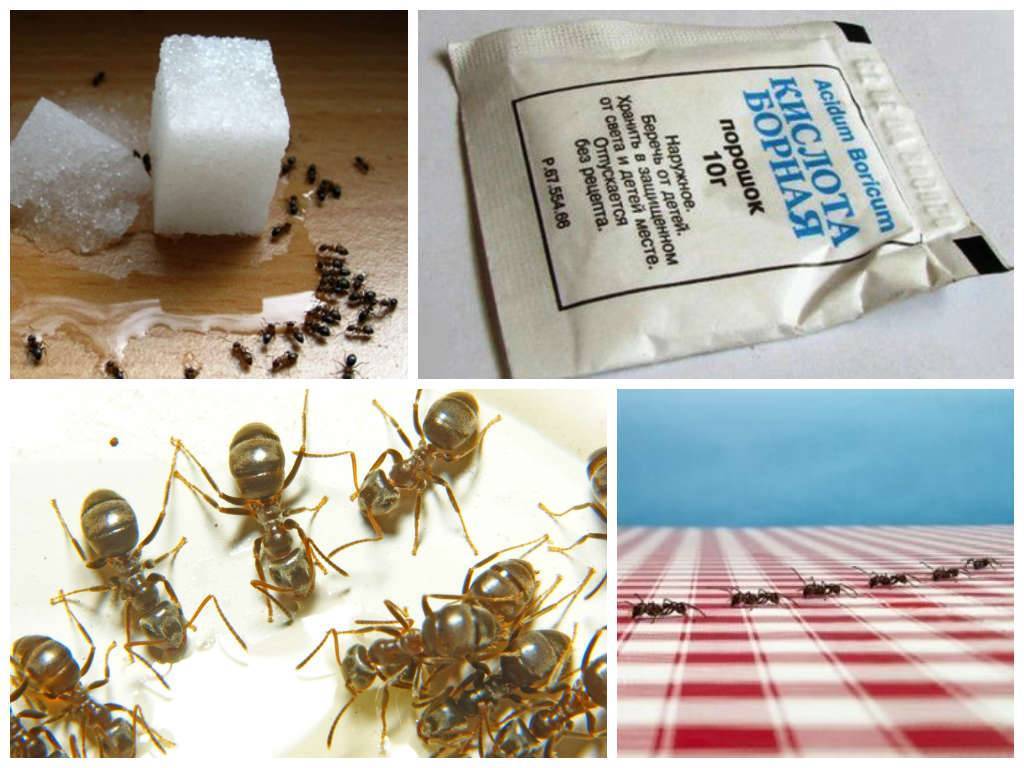 Как избавиться от муравьев в квартире в домашних условиях