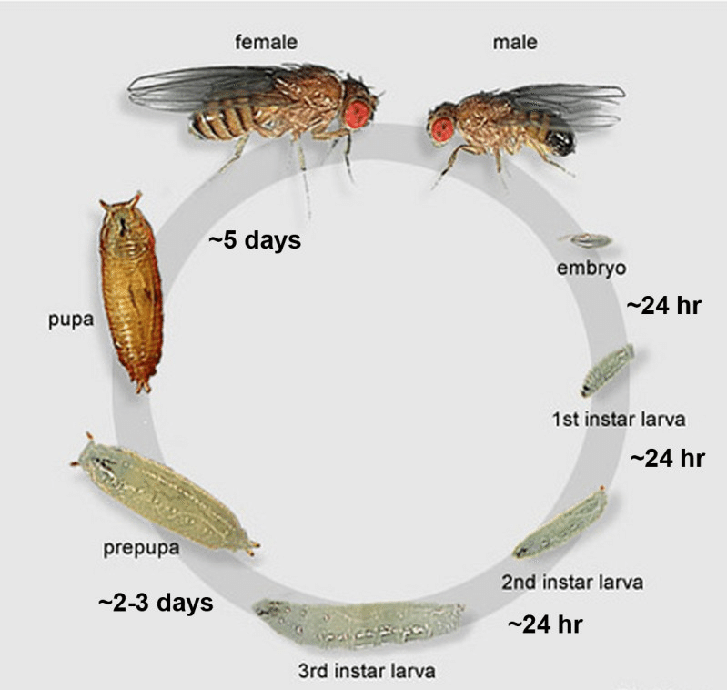 Муха дрозофила. образ жизни и среда обитания мухи дрозофила
