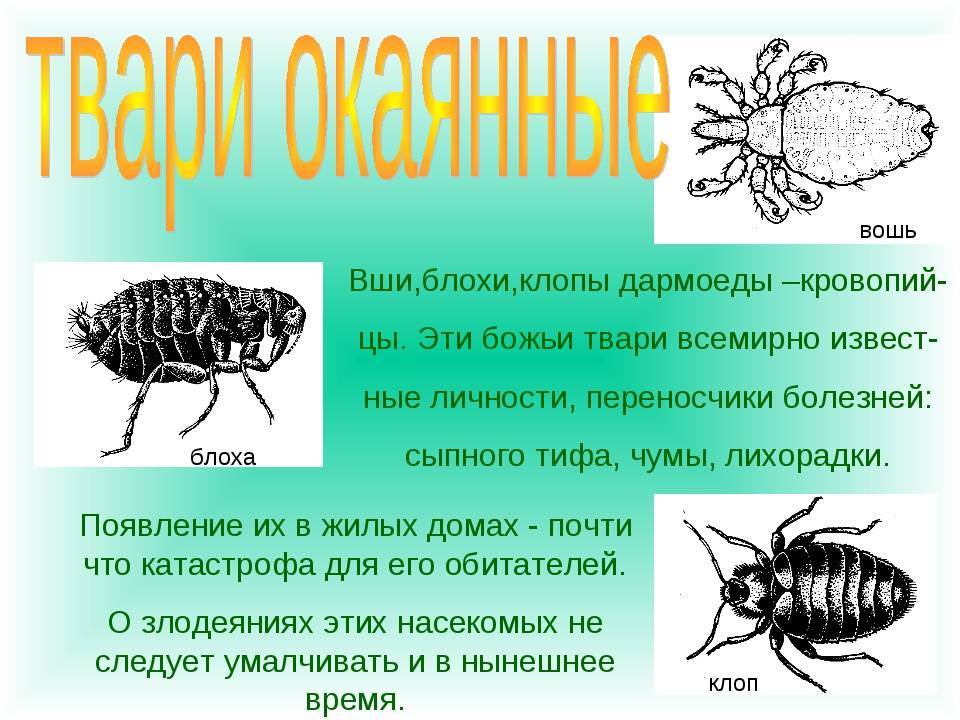 Постельные блохи в квартире: как избавиться в домашних условиях средствами и народными методами
