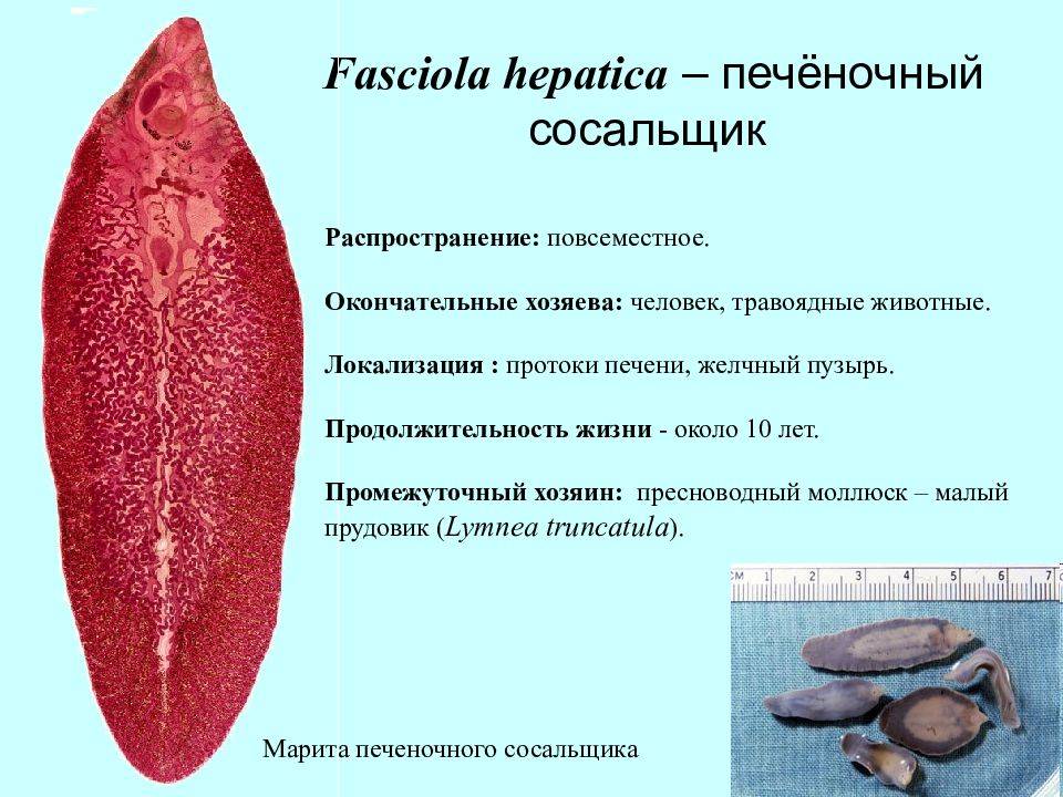 Ленточные черви, причины, симптомы и лечение
