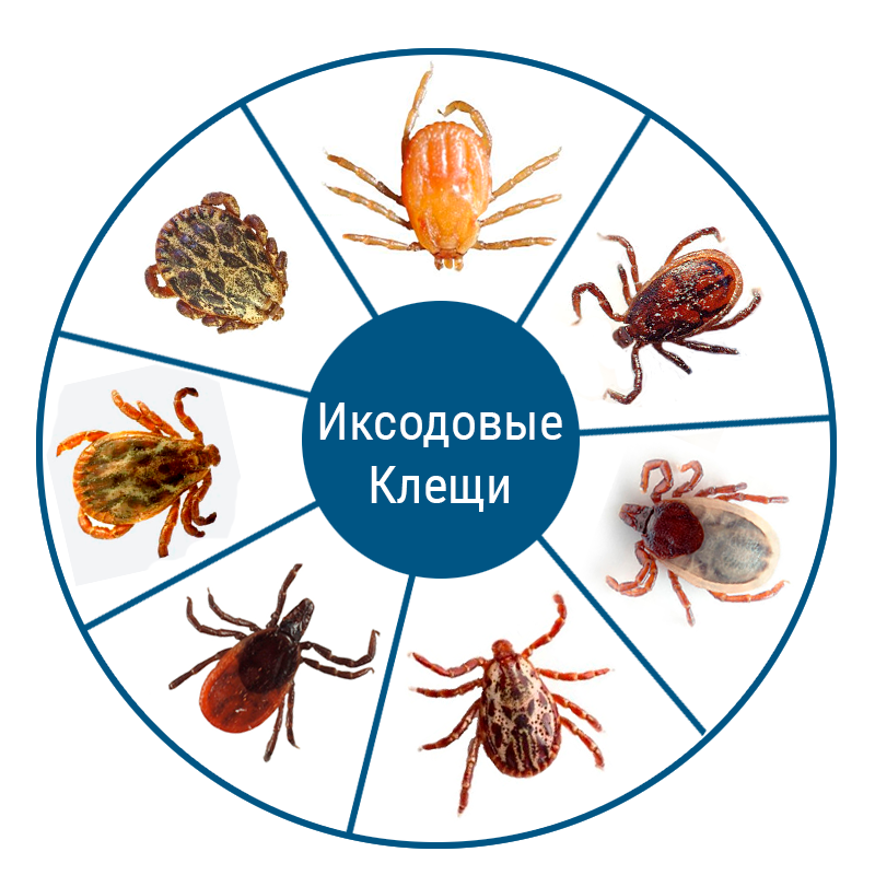 Уж обыкновенный – фото, описание, ареал, питание, содержание