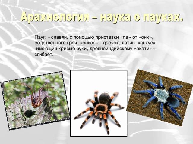 Анатомические особенности и значение пауков в природе
