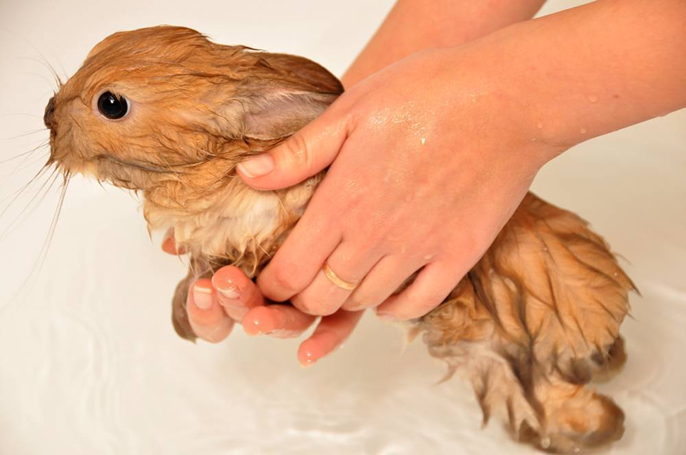 Блохи у кроликов декоративных и на ферме: как вывести, симптомы