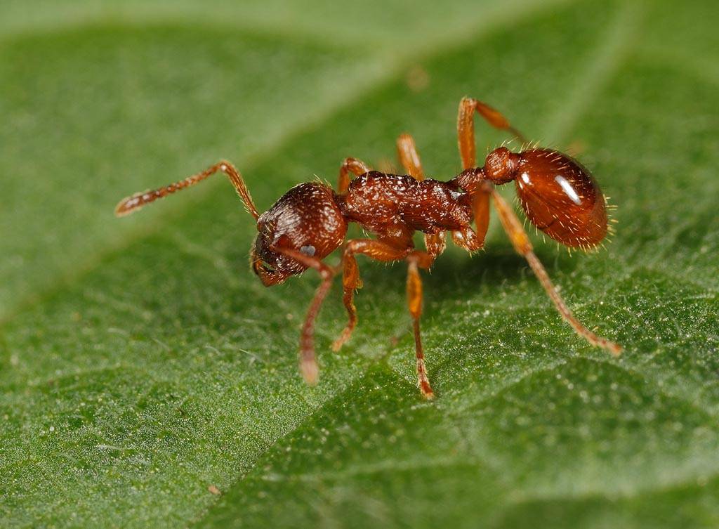 Семь тысяч ручьёв древнего истока — виды муравьёв