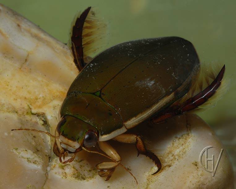 Плавунец окаймленный и водолюб большой сравнение двух видов жуков
