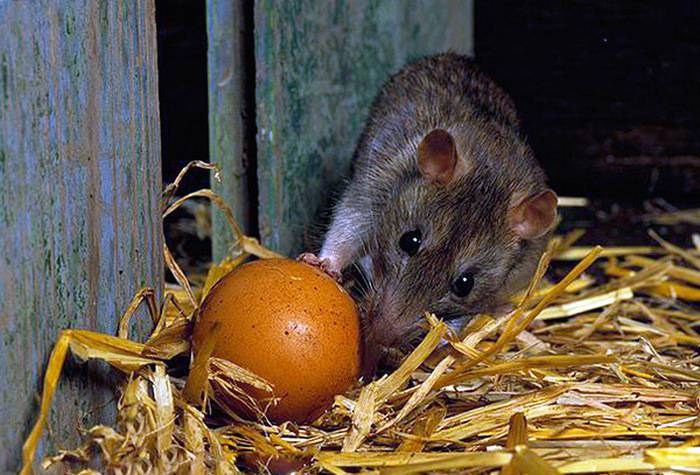Чем лучше вывести крыс в курятнике: безопасной химией или народными средствами