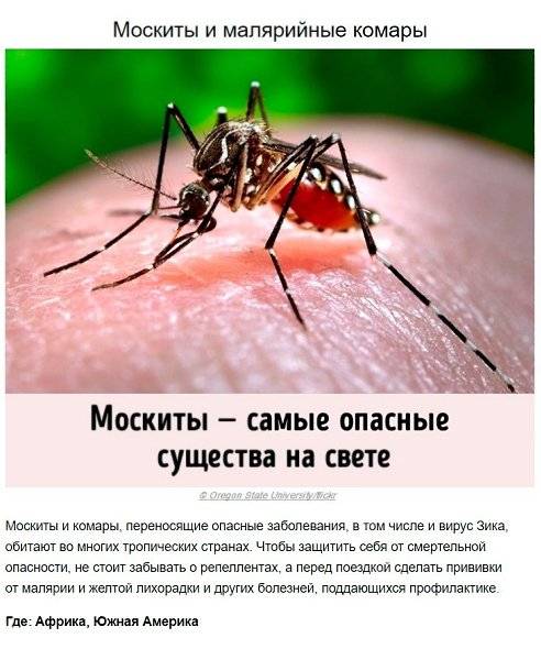Малярийный комар: как выглядит, чем опасен укус