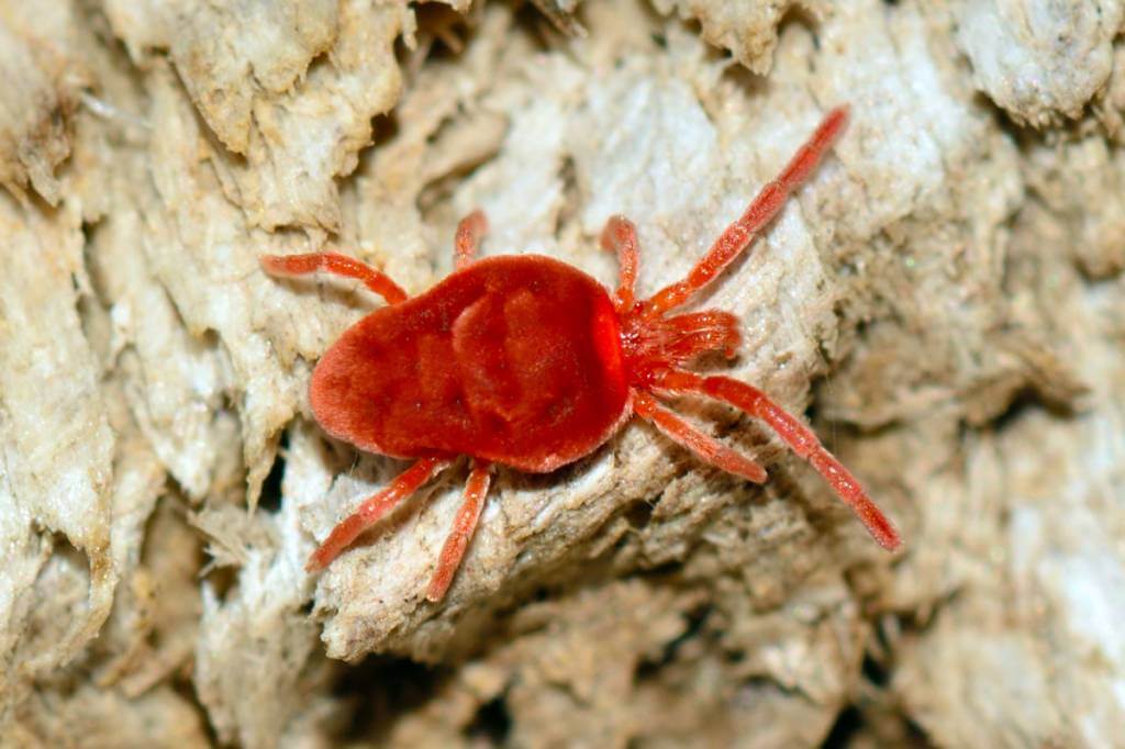 Красный паутинный клещ и другие опасные для растений виды русский фермер