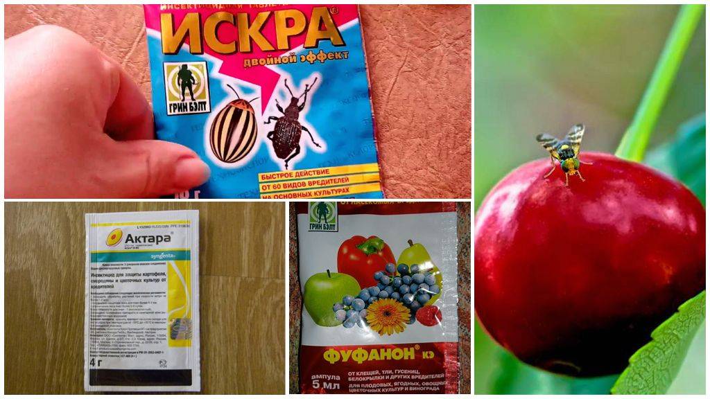 Методы борьбы с вишневой мухой, сроки обработки вишни и черешни от нее, препараты и ловушки