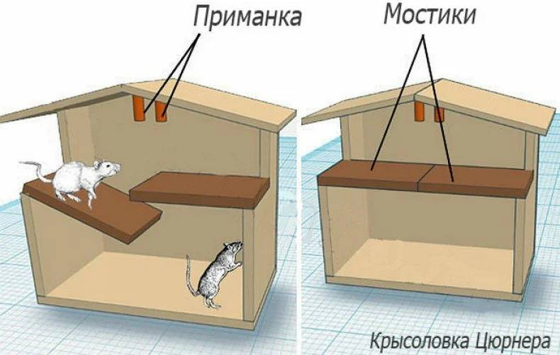 Ловушки для крыс: виды готовых приспособлений, как изготовить своими руками