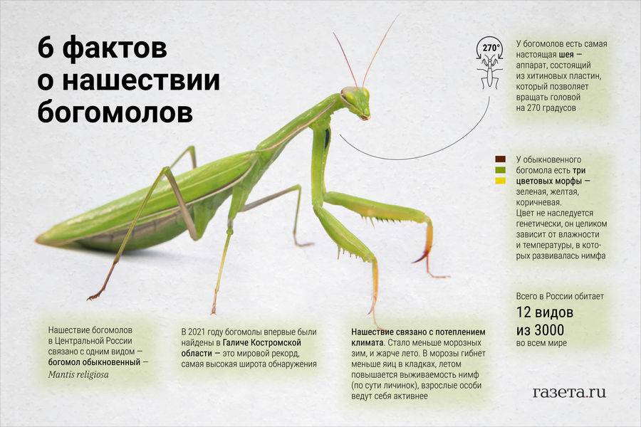 Богомол - 82 фото очень невероятного хищного насекомого