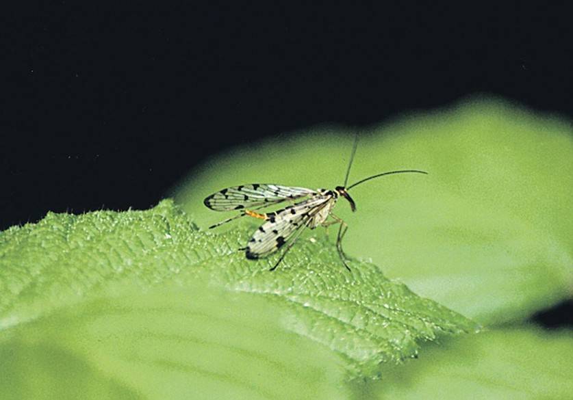 Малинная стеблевая муха: чем опасен этот вредитель и как с ним бороться - отделка