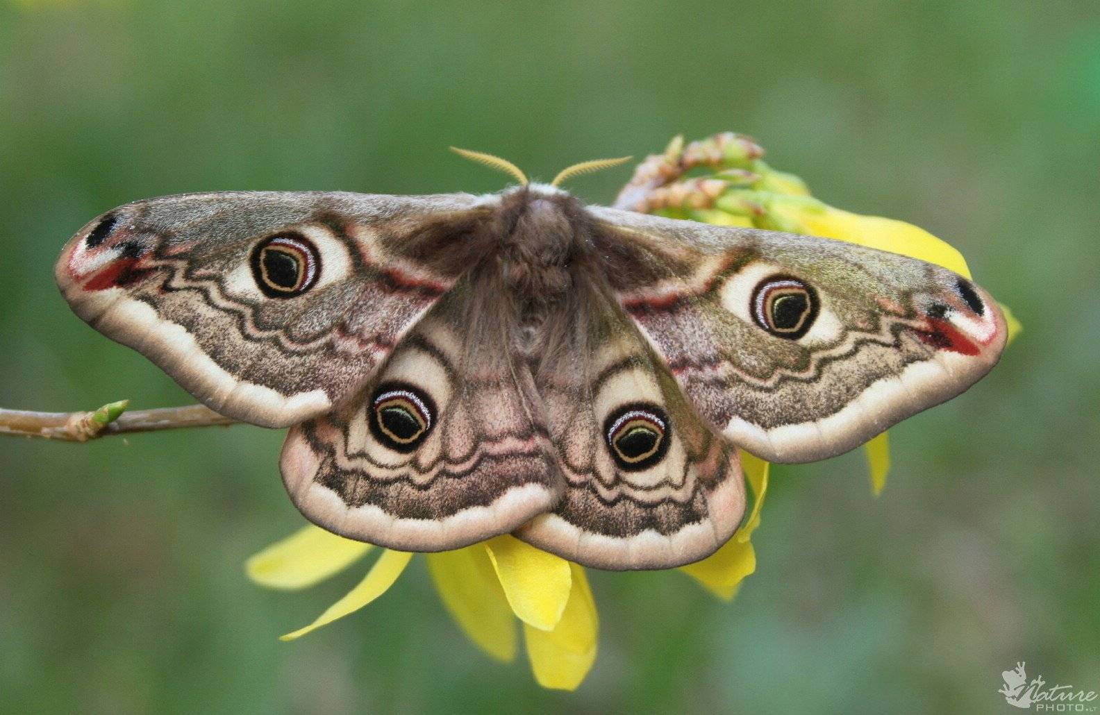 Бабочка павлиний глаз особенности и характеристика