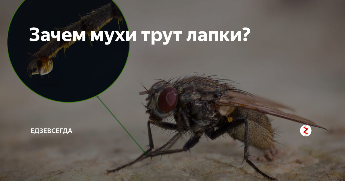 Потирают мухи. Муха потирает лапки. Мухи трут лапки. Почему мухи потирают лапки. Почему Муха Трет лапки.