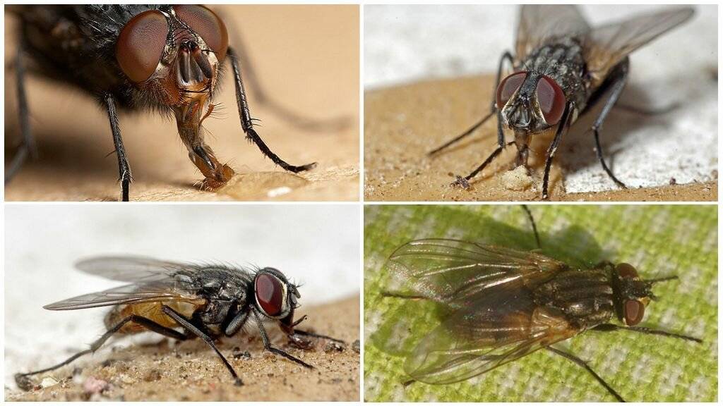 Как размножаются мухи