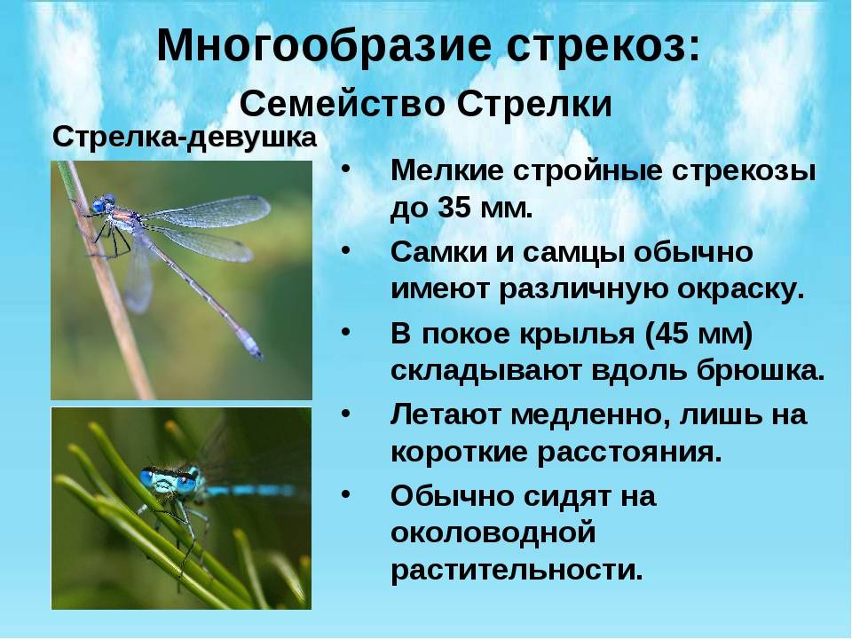 Стрекоза насекомое. описание, особенности, виды, образ жизни и среда обитания стрекозы | живность.ру