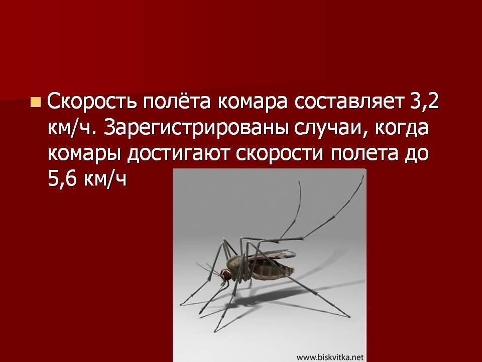 На какой высоте летают комары. как высоко летают комары и мухи до какой высоты долетают комары