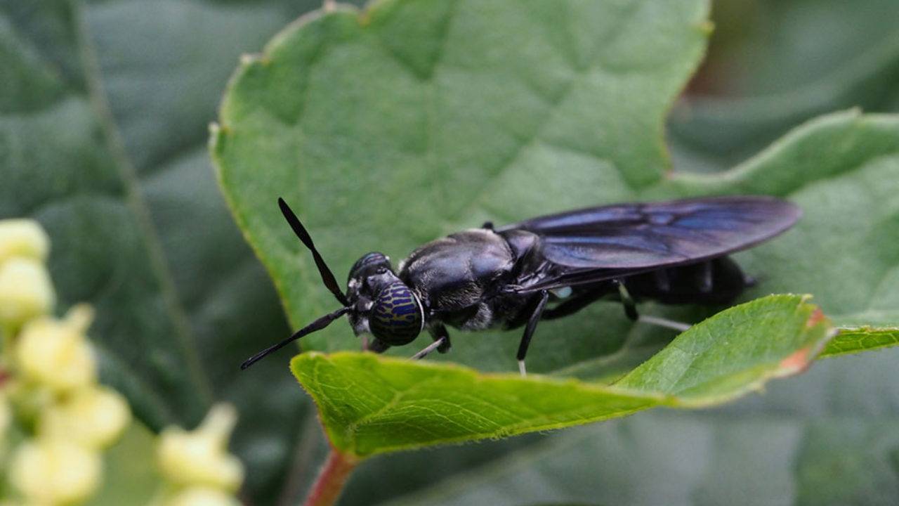 Муха hermetia illucens: внешний вид и жизненный цикл насекомого