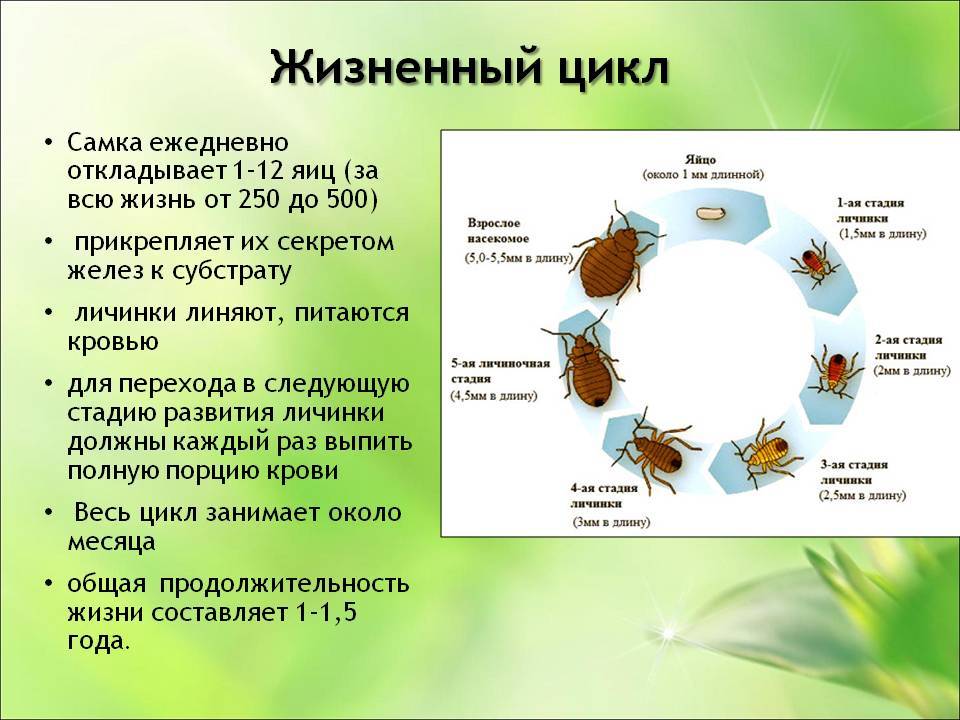 Сколько живут тараканы: жизненный цикл, условия размножения, стадии развития