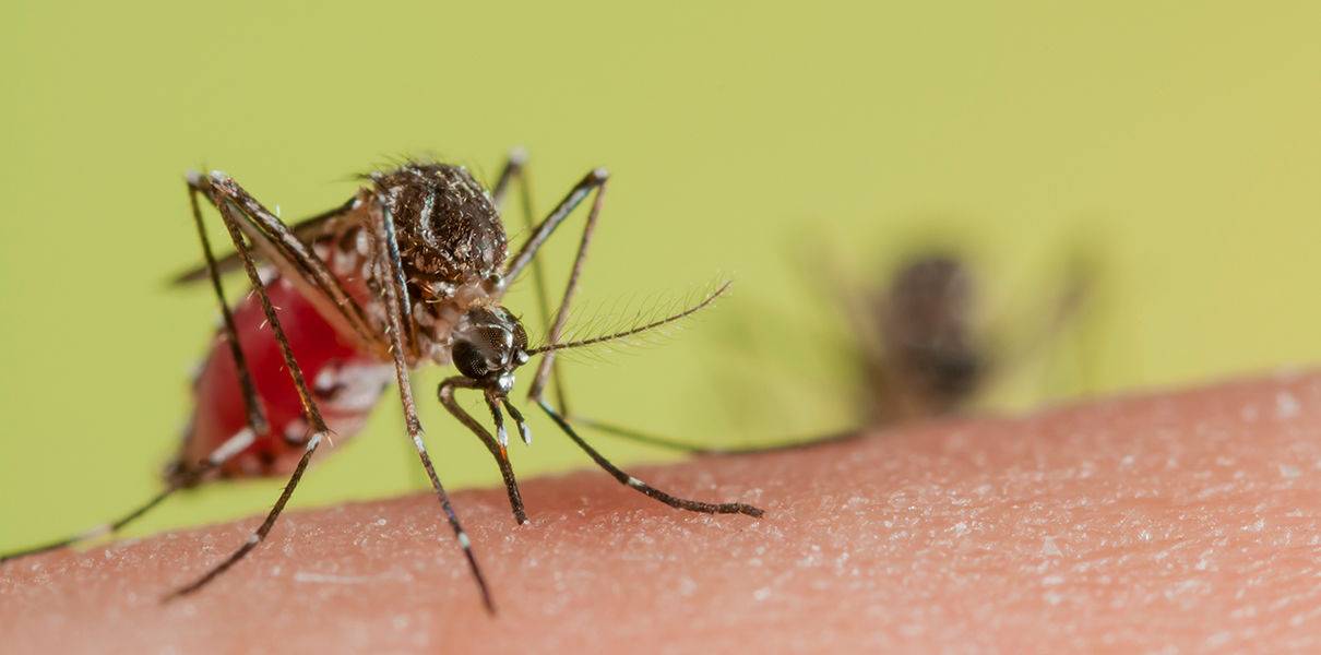 Может ли комар заразить гепатитом с и какими болезнями может?