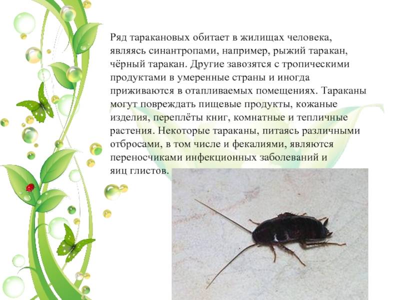 Вредные жиры и холестерин, от каких продуктов лучше отказаться