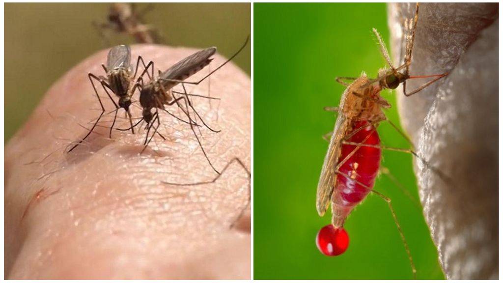 Сколько живёт комар обыкновенный: знакомим с вопросом. сколько живет комар: в квартире, после укуса и без крови человека?